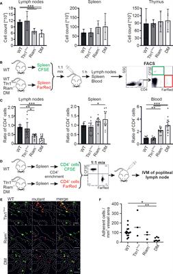 Binding of Rap1 and Riam to Talin1 Fine-Tune β2 Integrin Activity During Leukocyte Trafficking